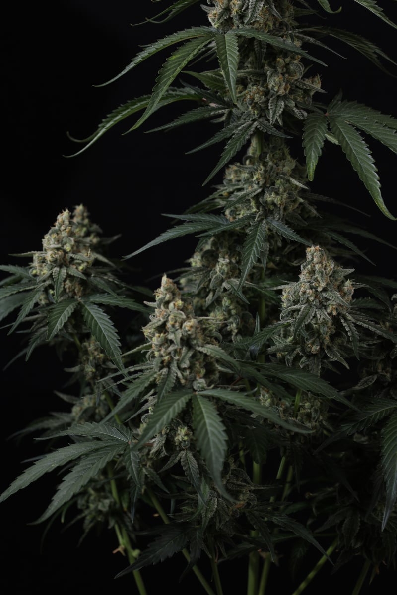Photo of Banana Cherry Cookies Auto