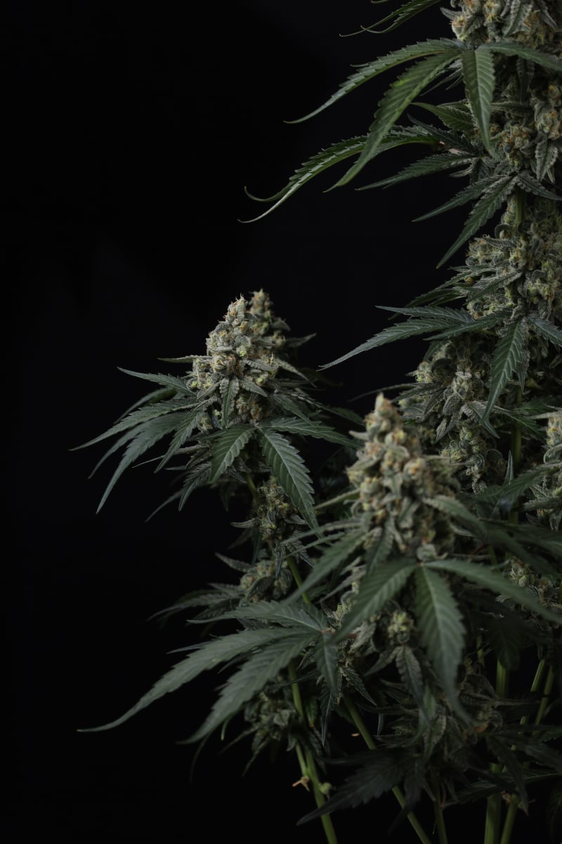 Photo of Banana Cherry Cookies Auto