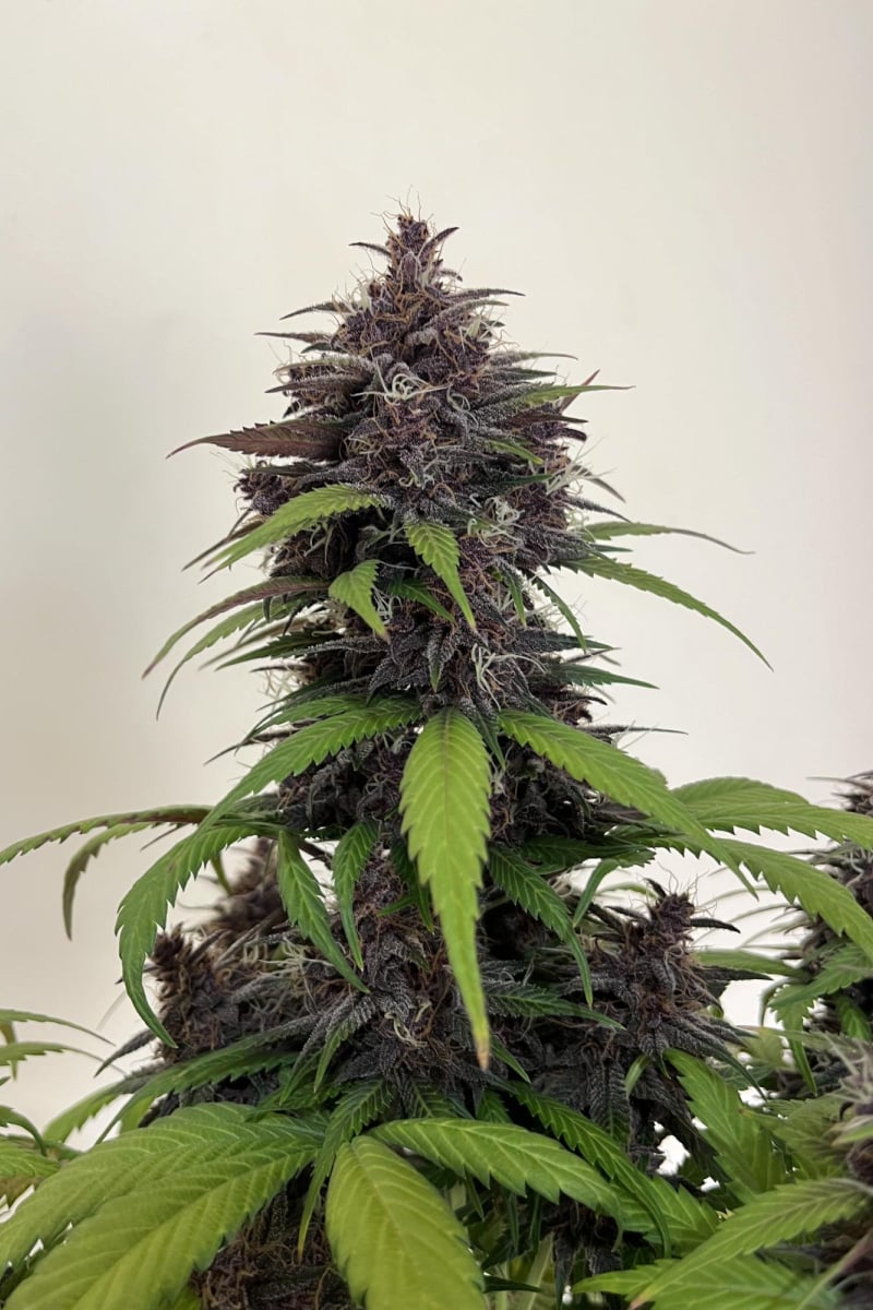 Photo of Purple Haze Auto