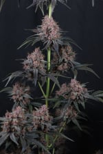 Mango Cherry Runtz Auto