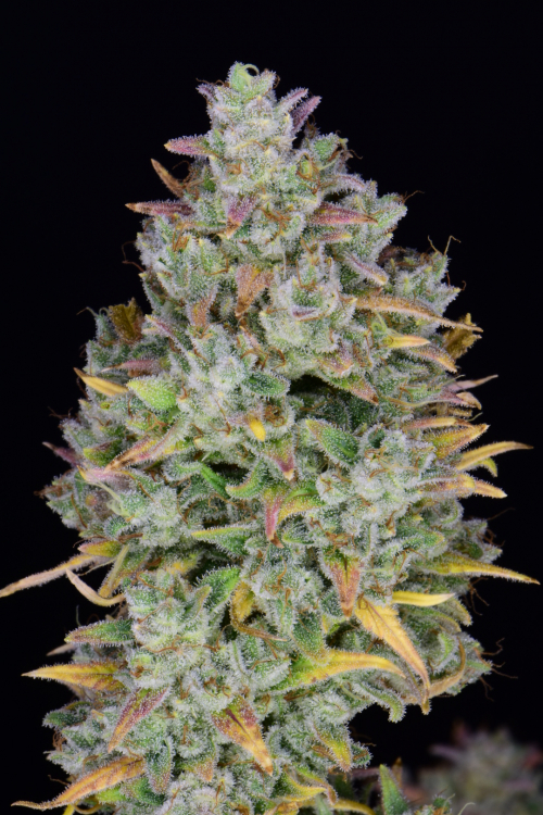 Gelato Auto Cannabis Seeds – Buy Gelato Weed Strain | Fast Buds