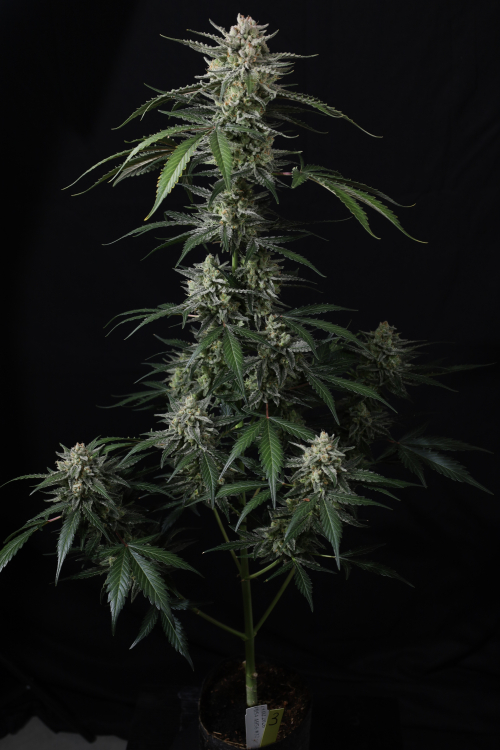 Banana Guava Auto