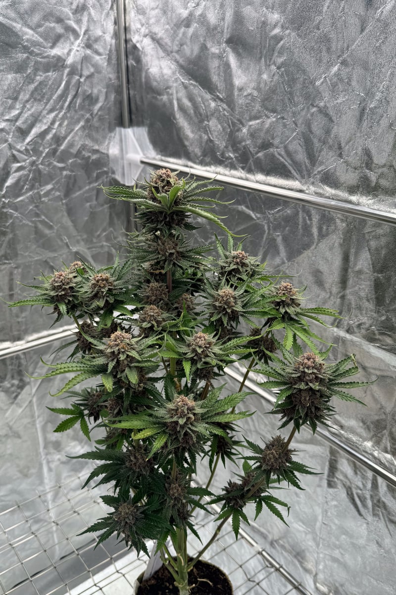 Photo of Cherry Cola Auto RF3