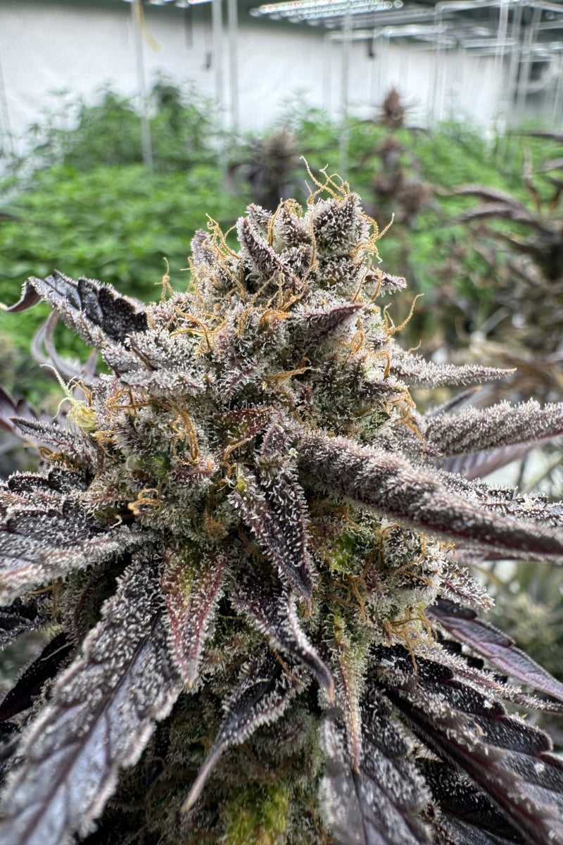 Photo of Guava Auto RF3