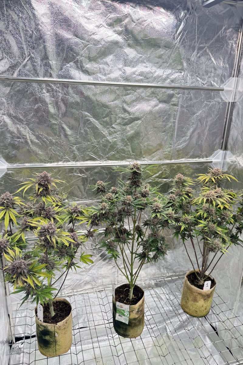 Photo of Cherry Cola Auto RF3