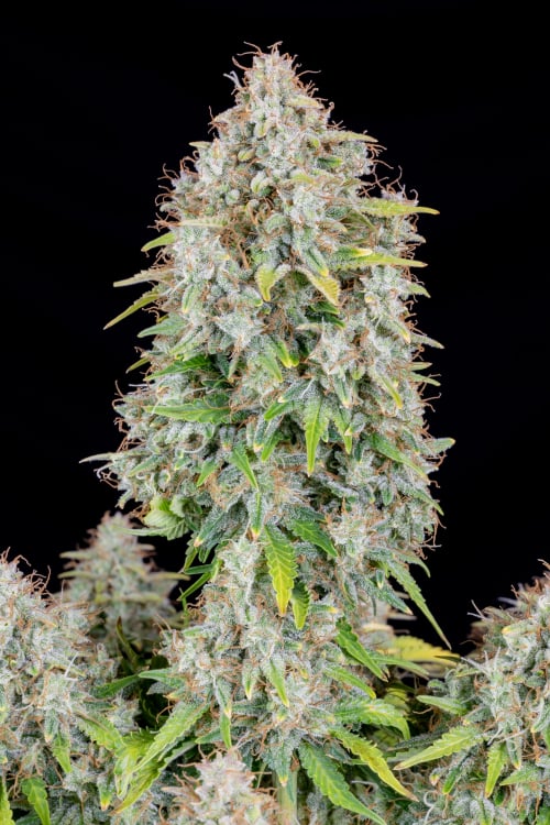 Cinderella Auto Cannabis Seeds – Buy Cinderella Weed Strain | Fast Buds