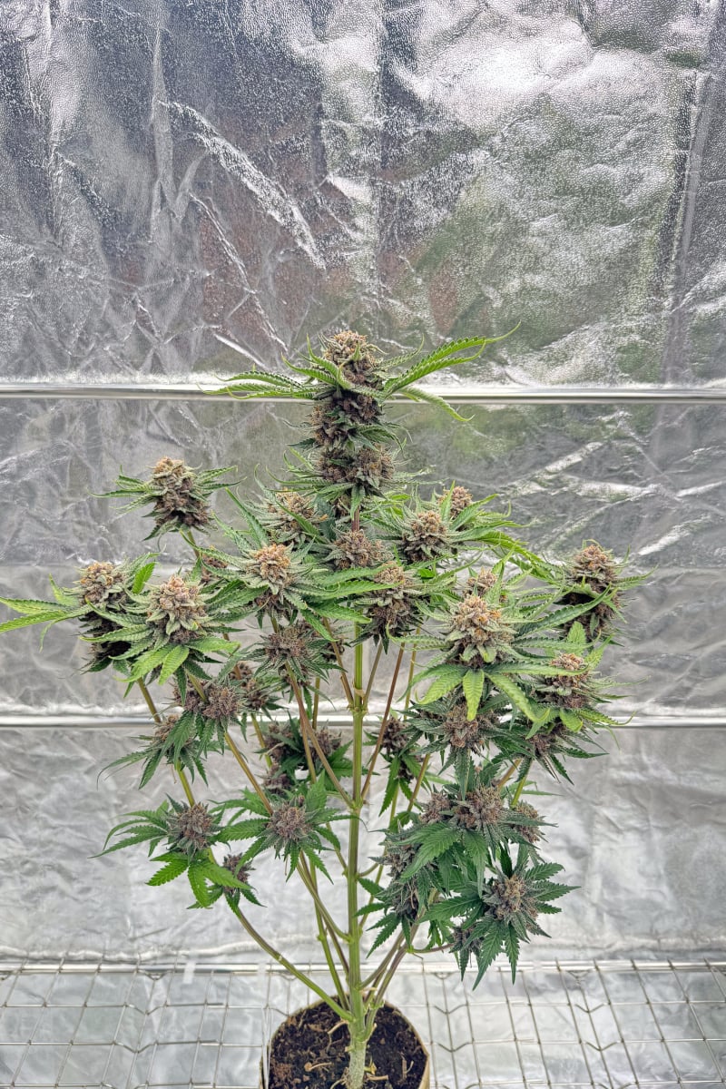 Photo of Cherry Cola Auto RF3