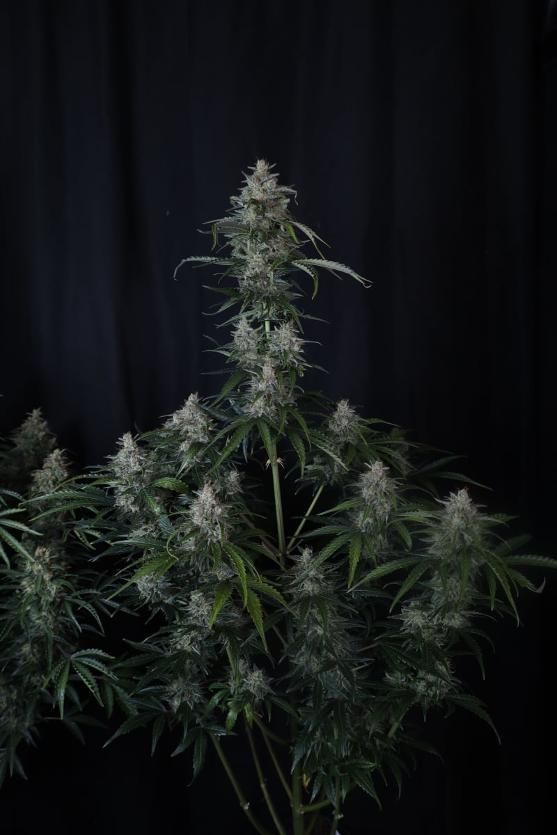 Photo of Gorilla Z Auto