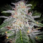 Blue Dream´matic