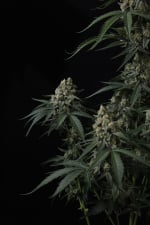Banana Cherry Cookies Auto