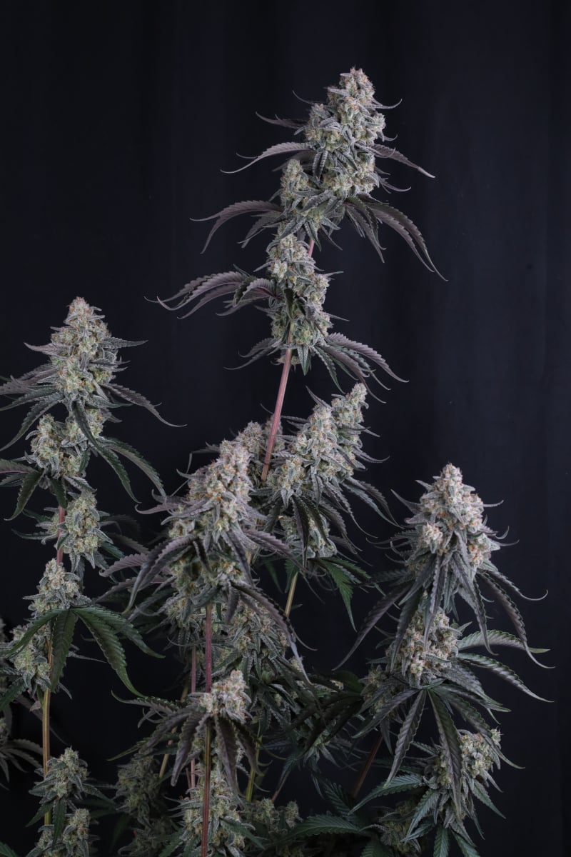 Photo of Pineapple OG Auto