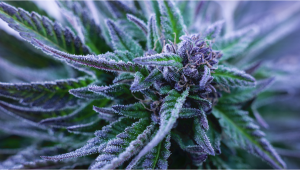 Warum werden Cannabis Buds lila?