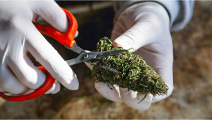 Wie man Cannabispflanzen erntet: Der ultimative Guide
