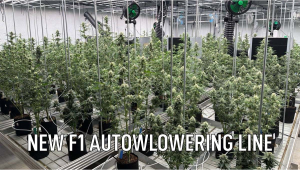 New F1 Autoflowering Line