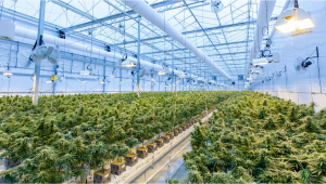 Recent Acquisition Created World’s Largest Cannabis Company