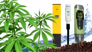 Growing autoflowering cannabis hydroponics
