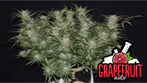 Grapefruit Auto Cannabis Strain Week-by-Week Guide