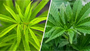 Sativa vs Indica: What Is The Difference?