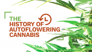 La Historia del Cannabis Autofloreciente
