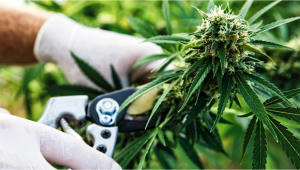  Cómo cosechar plantas de cannabis autoflorecientes
