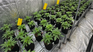 Our Flavorful Lemon Cherry Cookies