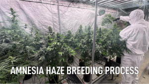 Breeding work on Amnesia Haze Auto continues