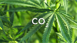 Comment augmenter les rendements de cannabis avec du CO2