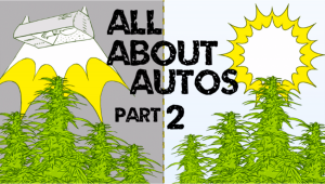 All About Autoflowers - Growth Factors