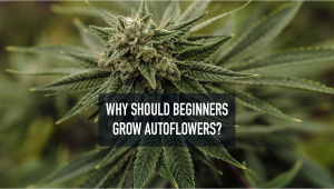 Why Should Beginners Grow Autoflowers?
