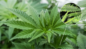 Virus de la mosaïque du tabac (TMV) dans les plantes de cannabis : Symptômes et prévention
