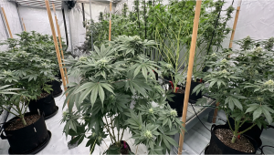 Applying lollipopping technique in our photoperiodic stress test room