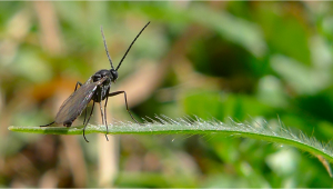 Les parasites les plus courants du cannabis: Les moucherons 