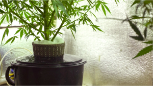 Nutrients for growing hydroponic weed
