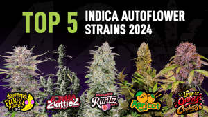 Die Top 5 der besten Indica-Autoflower-Sorten