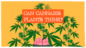 Les plantes de cannabis peuvent-elles penser?