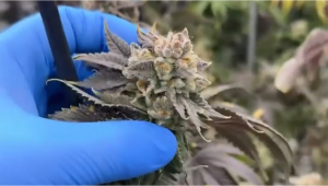 Harvest day at our pheno hunt room