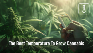 The Best Temperature To Grow Cannabis