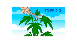 Puis-je utiliser le Topping sur les plantes de cannabis à floraison automatique?