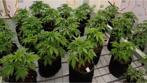 Apricot Auto : Cycle de production actuel