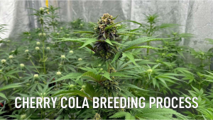 New iteration of Cherry Cola in progress