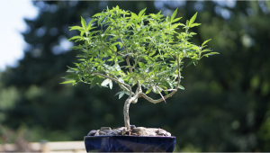 Jak Wyhodować Bonsai z Konopi: Krok po kroku 