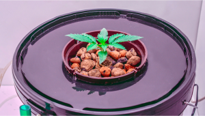 5 Common Mistakes When Growing In Aeroponics