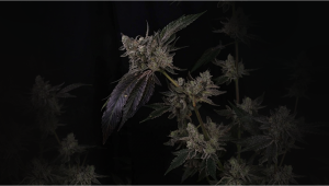 Προέλευση και Επιλογή των Φωτοπεριόδων GG#4 Μας