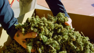 Top 5 des variétés de cannabis autofloraison à haut rendement en 2020