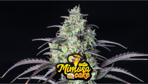 Mimosa Cake Auto Cannabis Strain Week-by-Week Guide