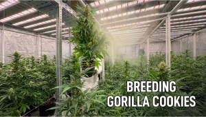 Nova versão da Gorilla Cookies Auto