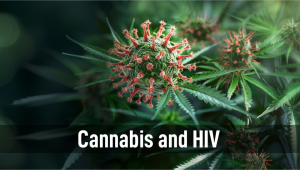 HIV and Cannabis: A Potential Therapy or a Risky Business?