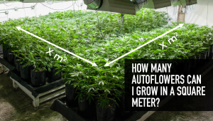 How Many Autoflowers Can I Grow In A Square Meter?