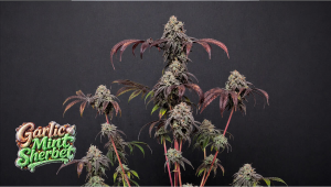 Garlic Mint Sherbet Îmbină Puterea Brută cu Arome Complexe