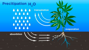 How Cannabis Plants Use Water and What To Know